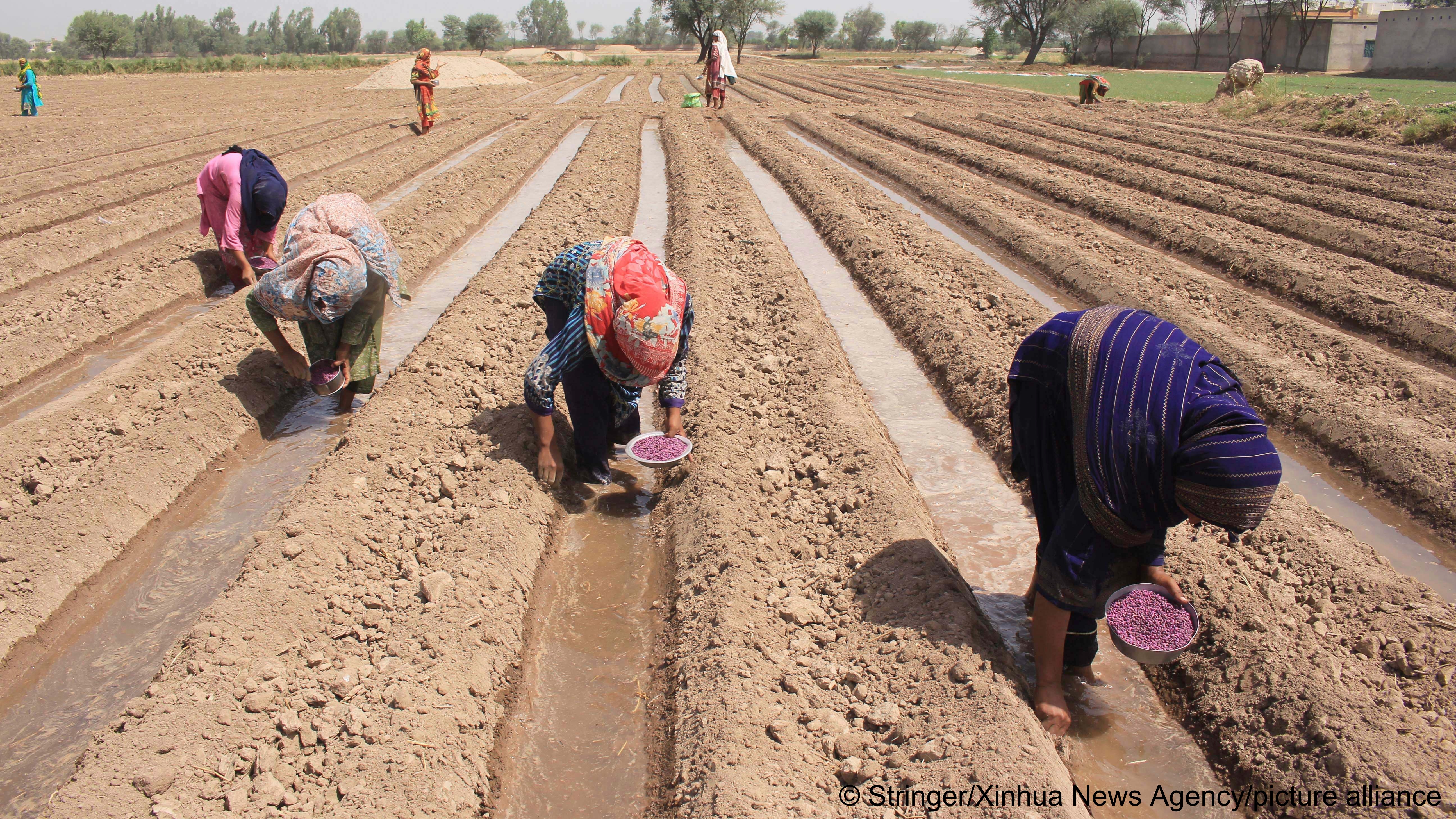 Bauern säen Baumwolle auf einem Feld in der Nähe von Multan, Pakistan, aus, 27. April 2022 (Foto: picture-alliance)