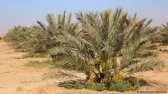 يموت واقفا: نخيل العراق ضحية الحرب والإهمال - فهل يستعيد مكانته في تصدير التمور؟ 01 Irakische Palmen Foto AFP