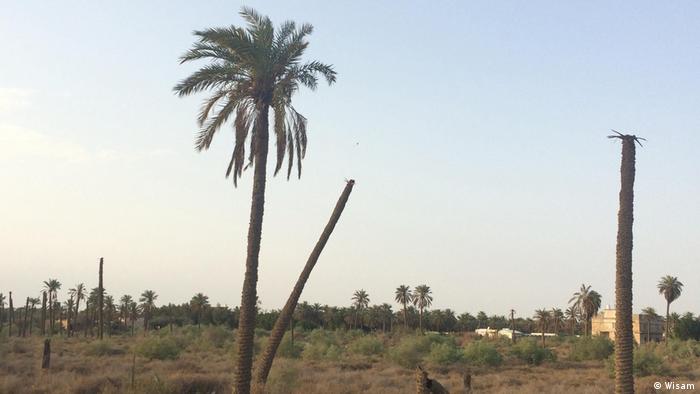 يموت واقفا: نخيل العراق ضحية الحرب والإهمال - فهل يستعيد مكانته في تصدير التمور؟ 09 Irakische Palmen Foto Wisam