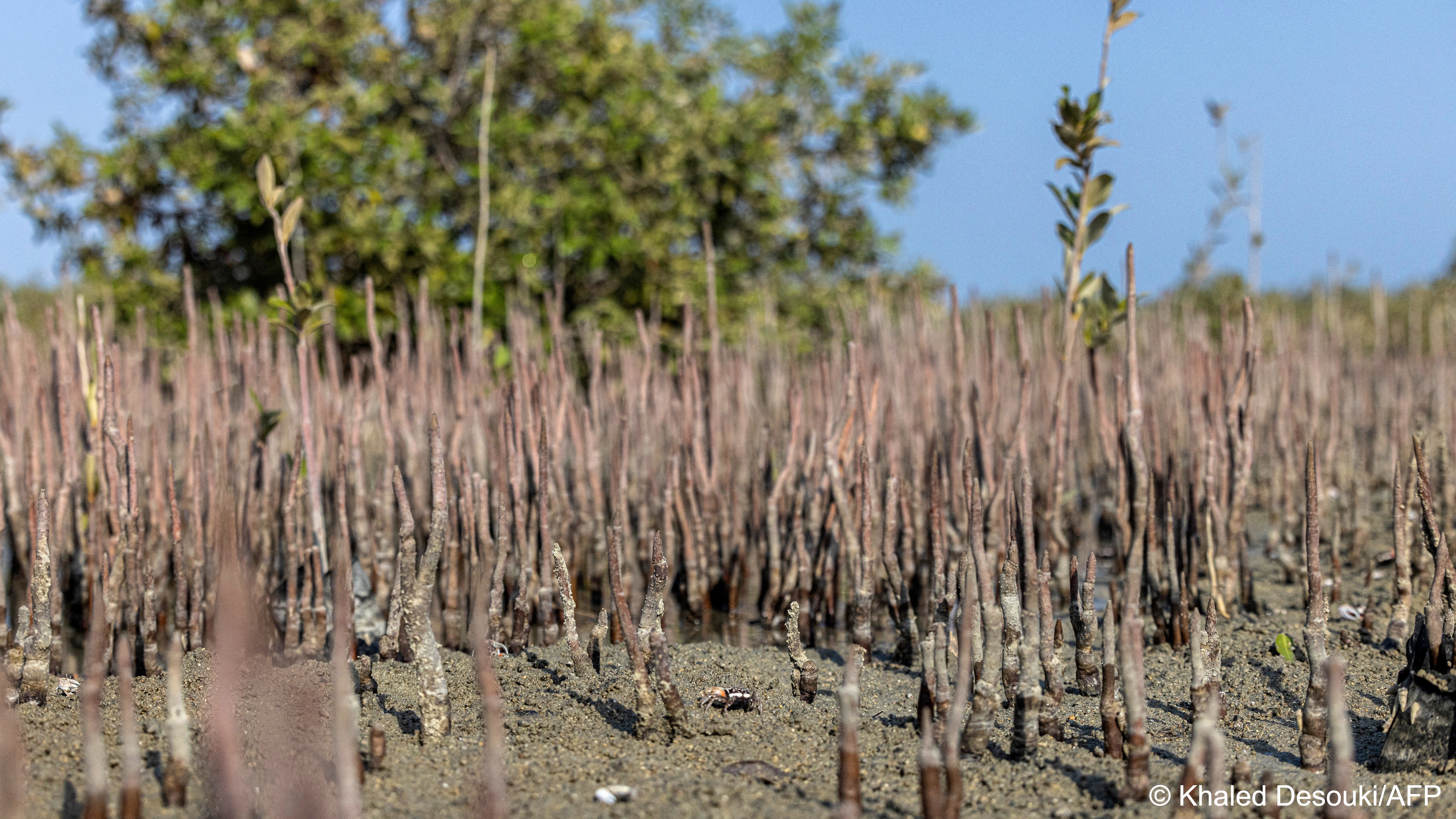 Mangroves at a state-sponsored mangrove reforestation project in Egypt's Hamata area along the southern Red Sea coast (photo: Khaled DESOUKI/AFP/File)