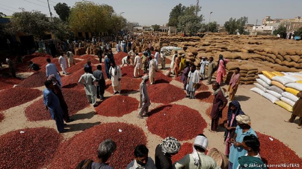 Wichtige, aber niedrige Ernte (Foto: Akhtar Soomro/Reuters)