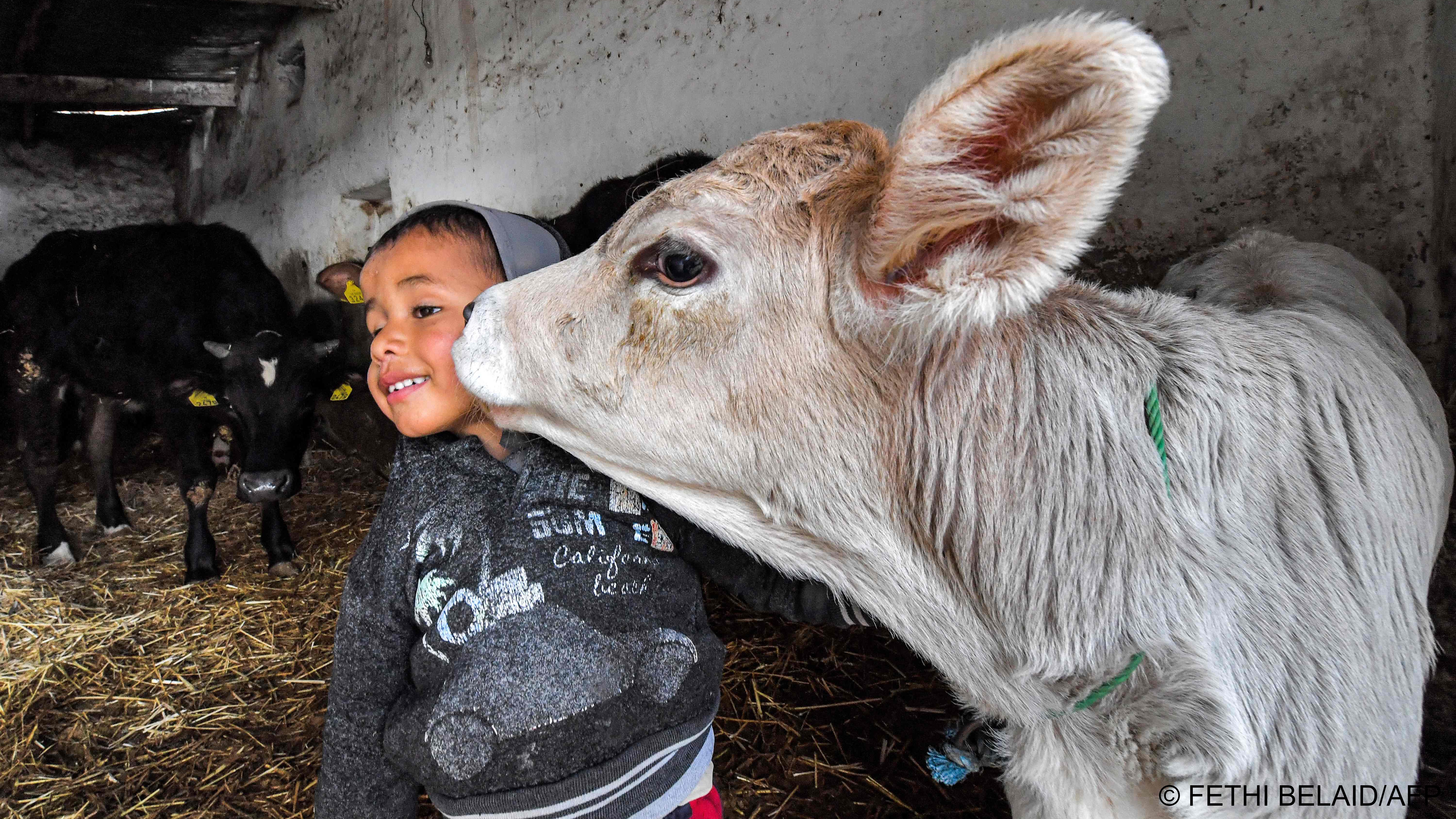 Tunisia's farmers are struggling to feed their cows as the cost of fodder has soared by up to 40 percent in the past year due to the impact of the war in Ukraine on imported ingredients.