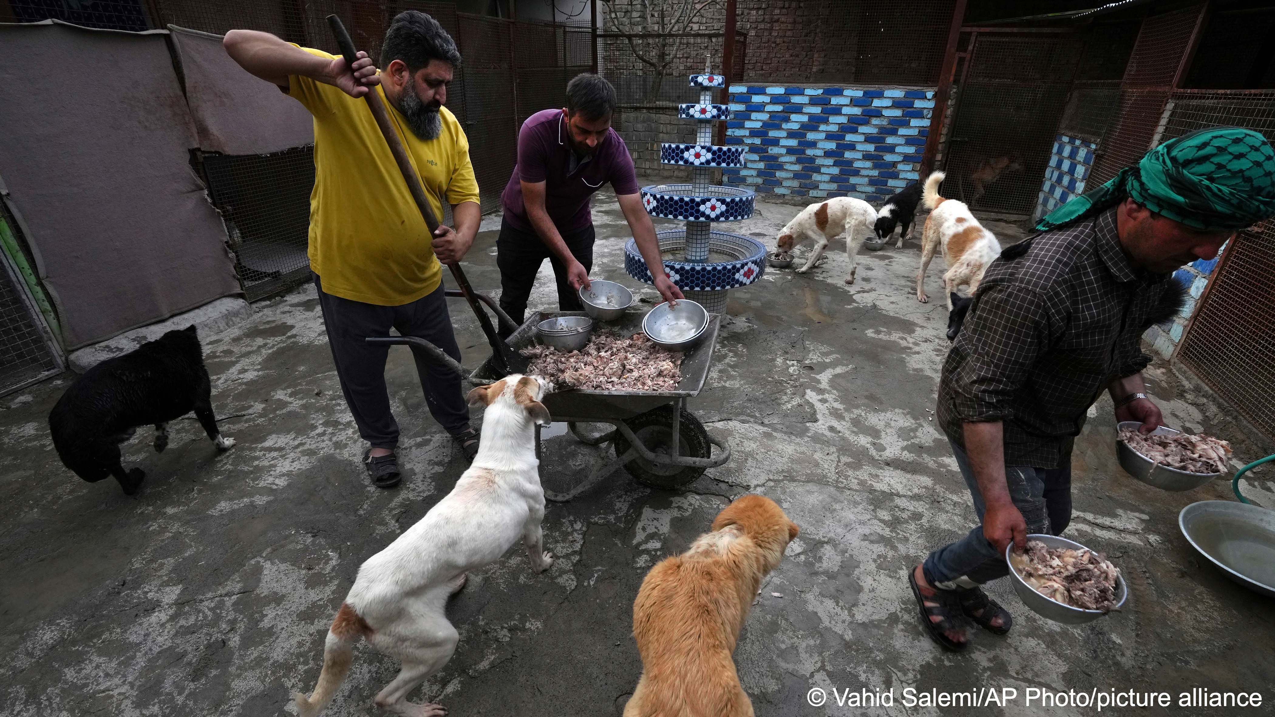 (image: AP Photo/Vahid Salemi)