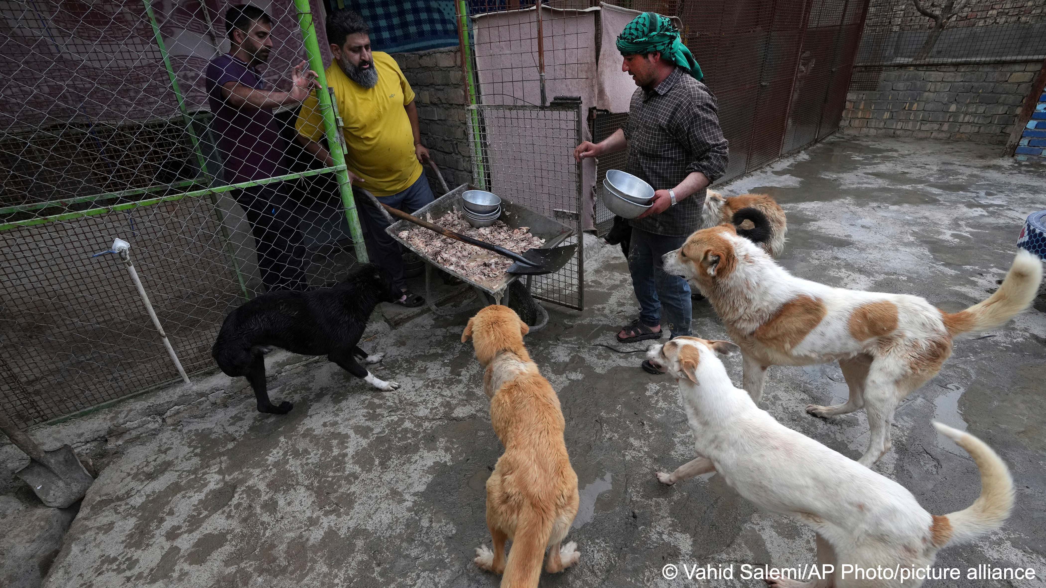 (image: AP Photo/Vahid Salemi)