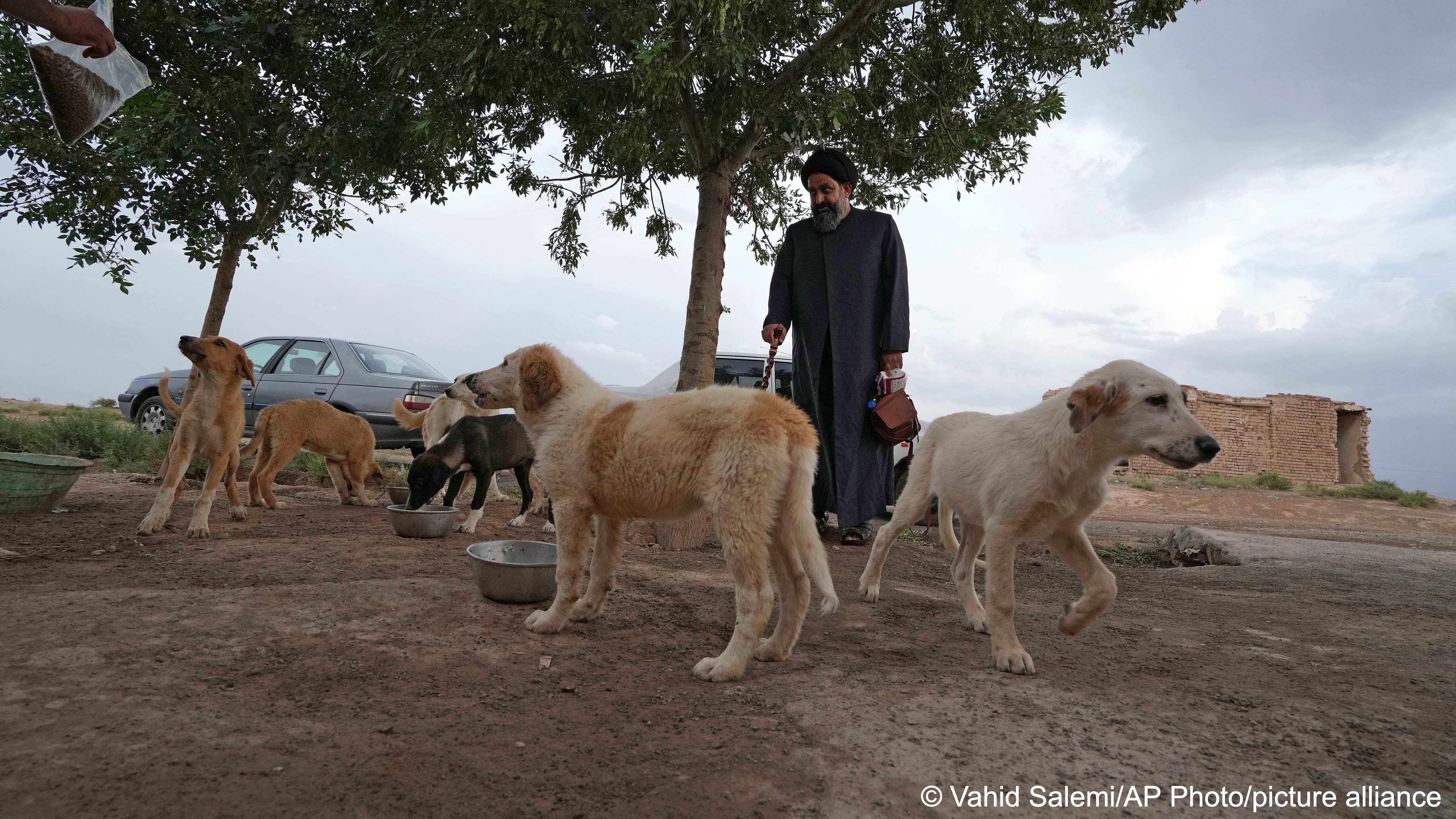 (image: AP Photo/Vahid Salemi)