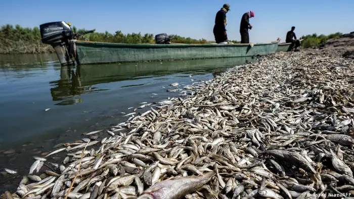 تغير المناخ يضرب أهوار العراق 01 Umwelt im Irak Foto Afp