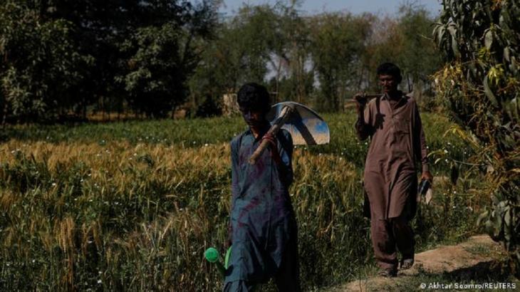 Father and son working in a chilli field (image: Akhtar Soomro/Reuters)