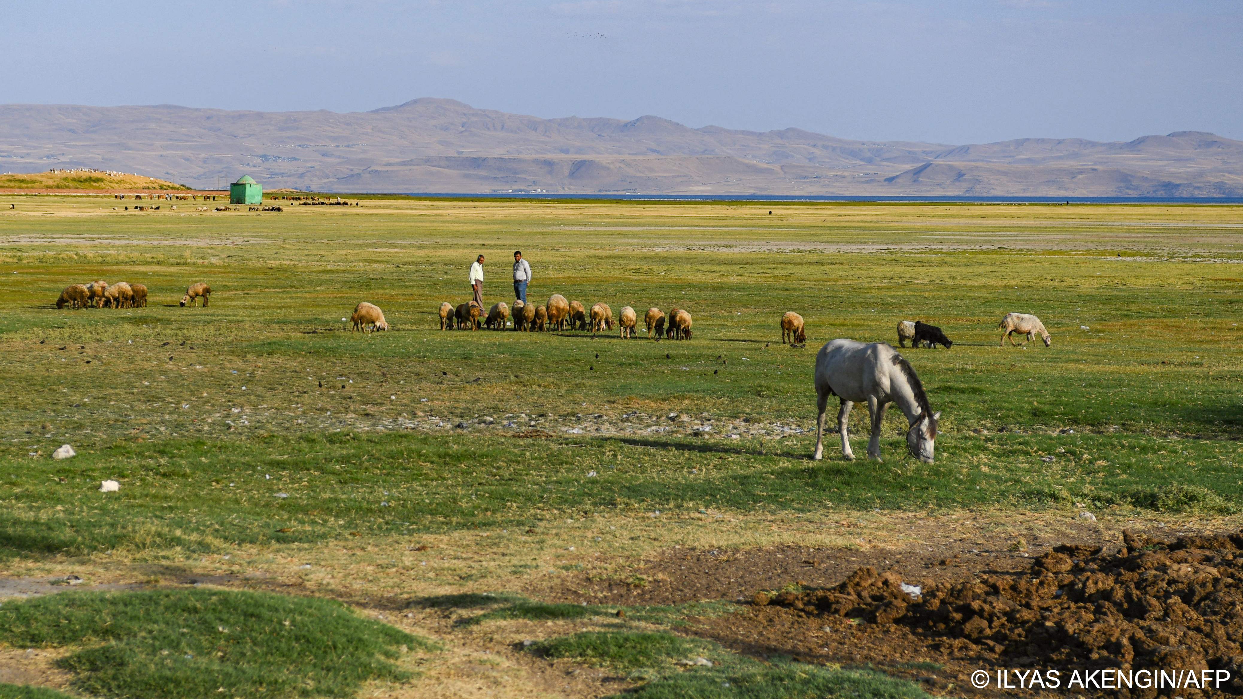 Animals seen grazing near Lake Van (image: ILYAS AKENGIN/AFP)